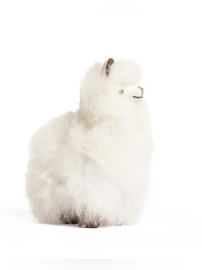 Plush White Alpaca Stuffed Animal Plush Toy